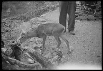 Raymond Borelly photographie Chez Don Pierre Guerrini. Jeune mouflon mâle appartenant à Monsieur Mathieu Maistroli Corse, France 1948/9/1 Ph.1949.36.14 Photo