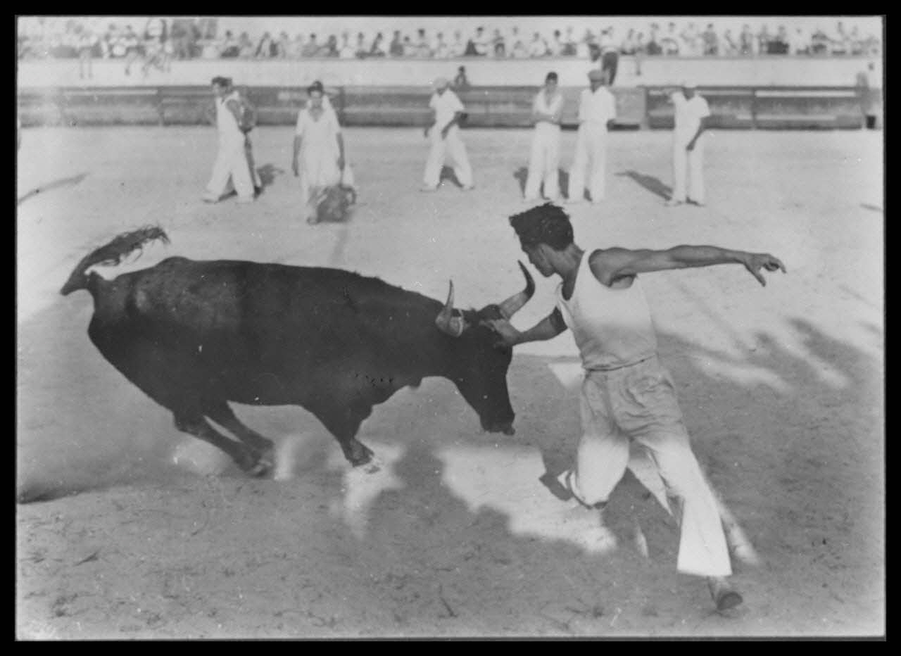 George photographie Course libre. Un "razet" de Monsieur Doulaud au taureau Ponard de la manade (Monsieur Tardieu de Saint-Etienne-du-Grès dans les Bouches-du-Rhône) Bouches-du-Rhône, France 1951/9/1 Ph.1957.47.6 Photo