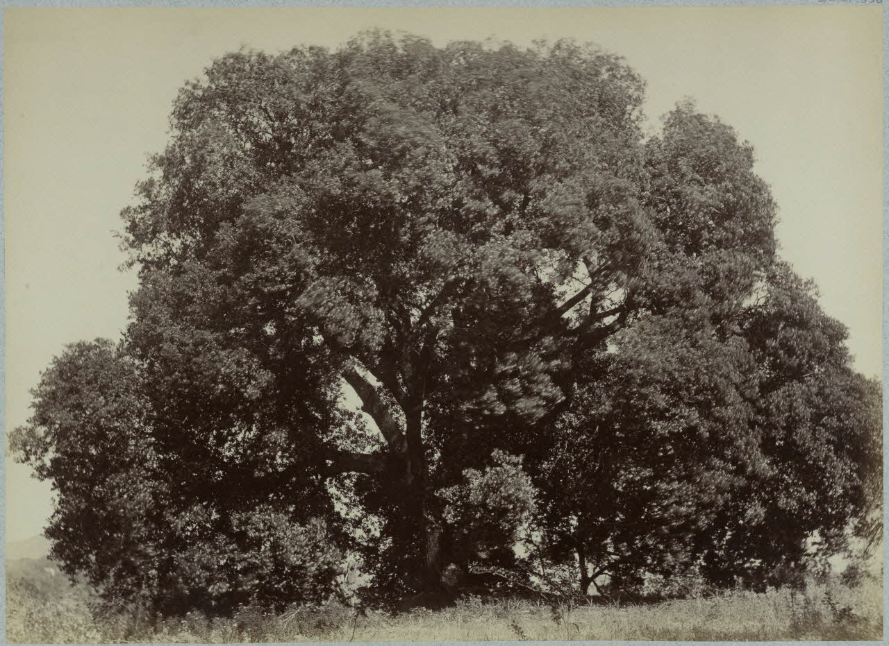 Miguel Aleo photographie Album n°3 du Musée d'ethnographie du Trocadéro Corse, France 1875-1899 Ph.1944.41.336 Photo