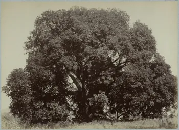 Miguel Aleo photographie Album n°3 du Musée d'ethnographie du Trocadéro Corse, France 1875-1899 Ph.1944.41.336 Photo