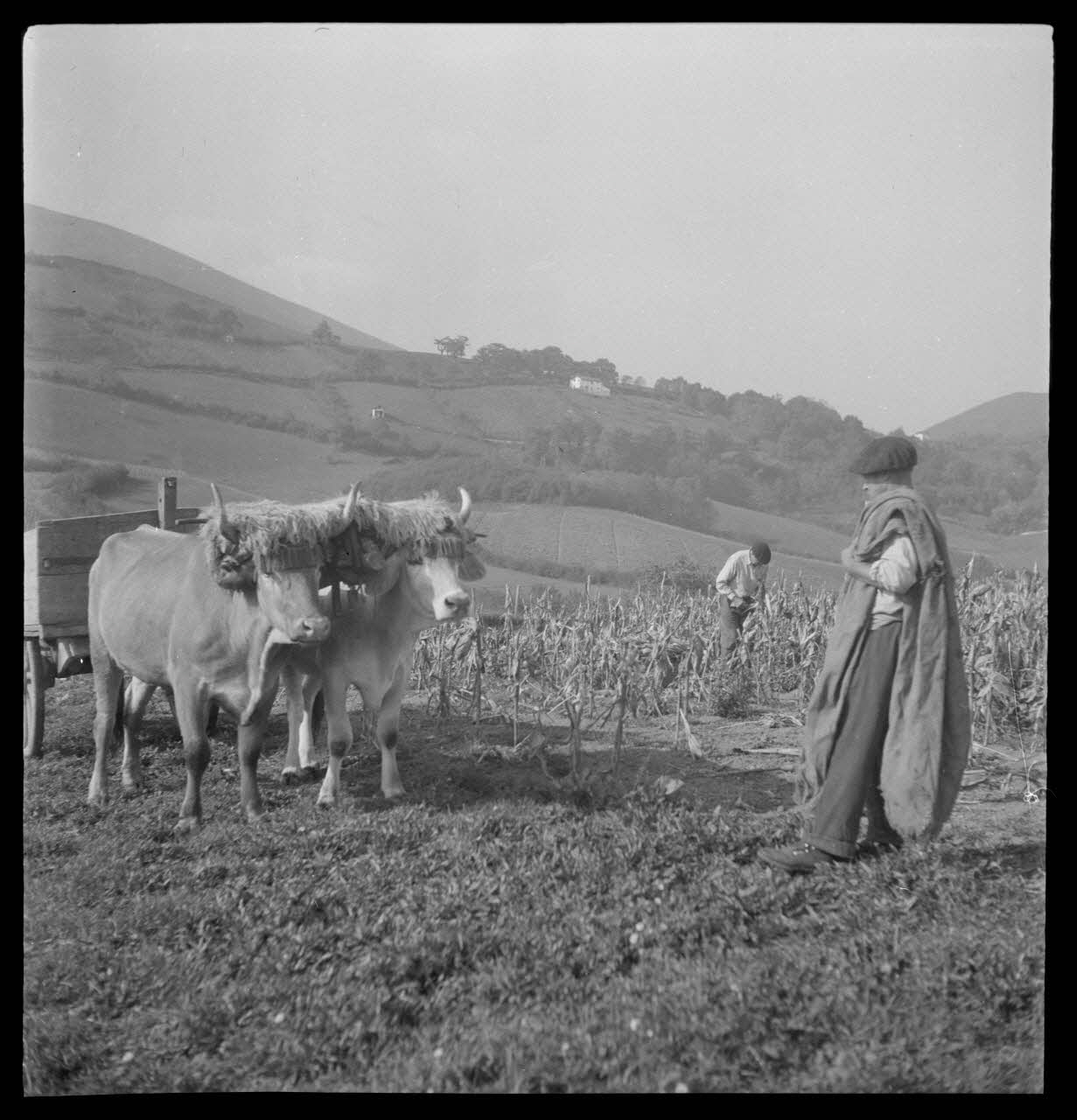 Camion photographie Récolte du maïs Aquitaine, France 1945/11/1 Ph.1945.151.30 Photo Musée des Civilisations de l’Europe et de la Méditerranée