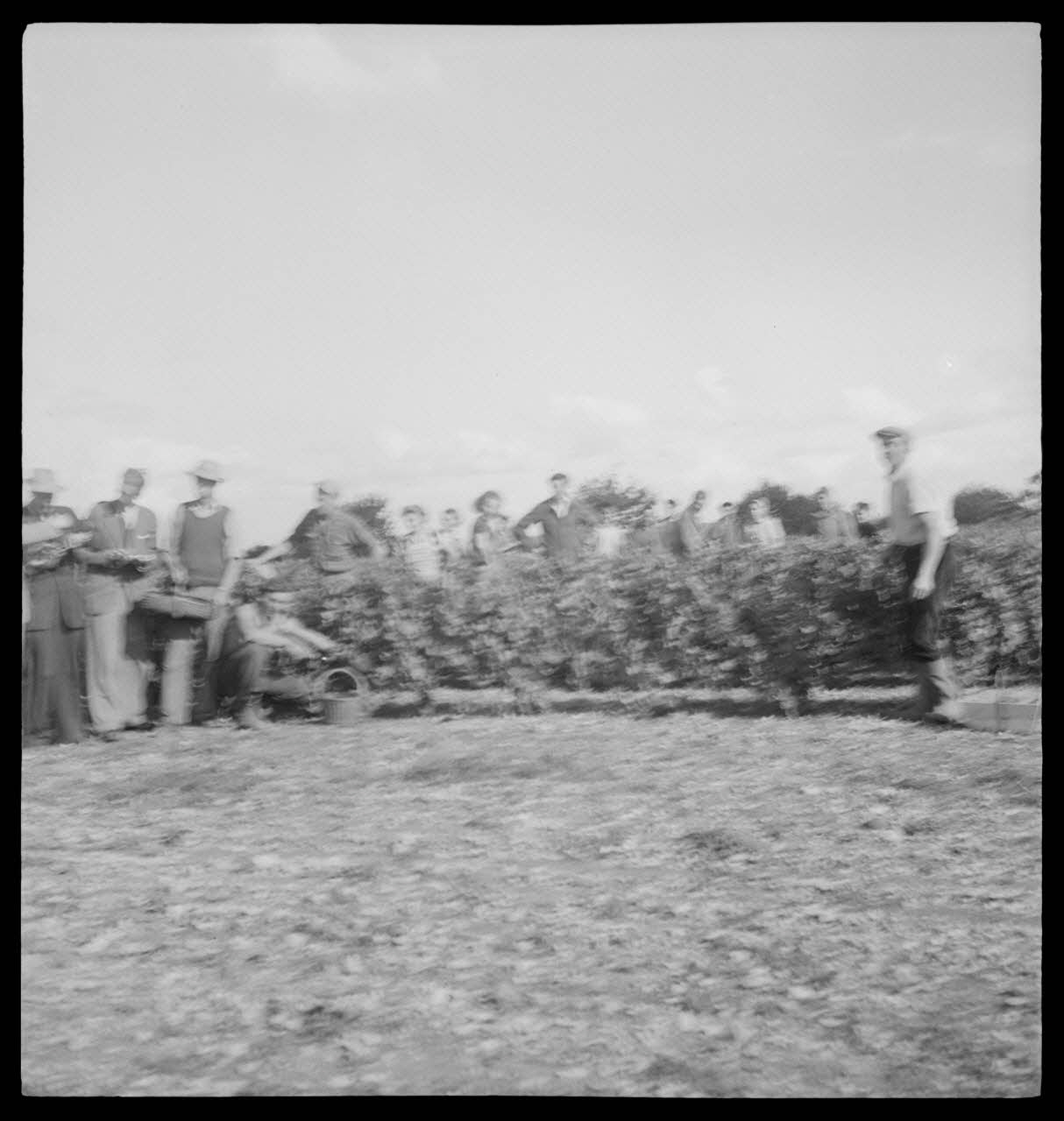 Rondet photographie MNATP. Enquête sur la viticulture en Bourgogne (1946 - 1950). Bourgogne, France 1950/9/26 Ph.1950.41.197 Photo
