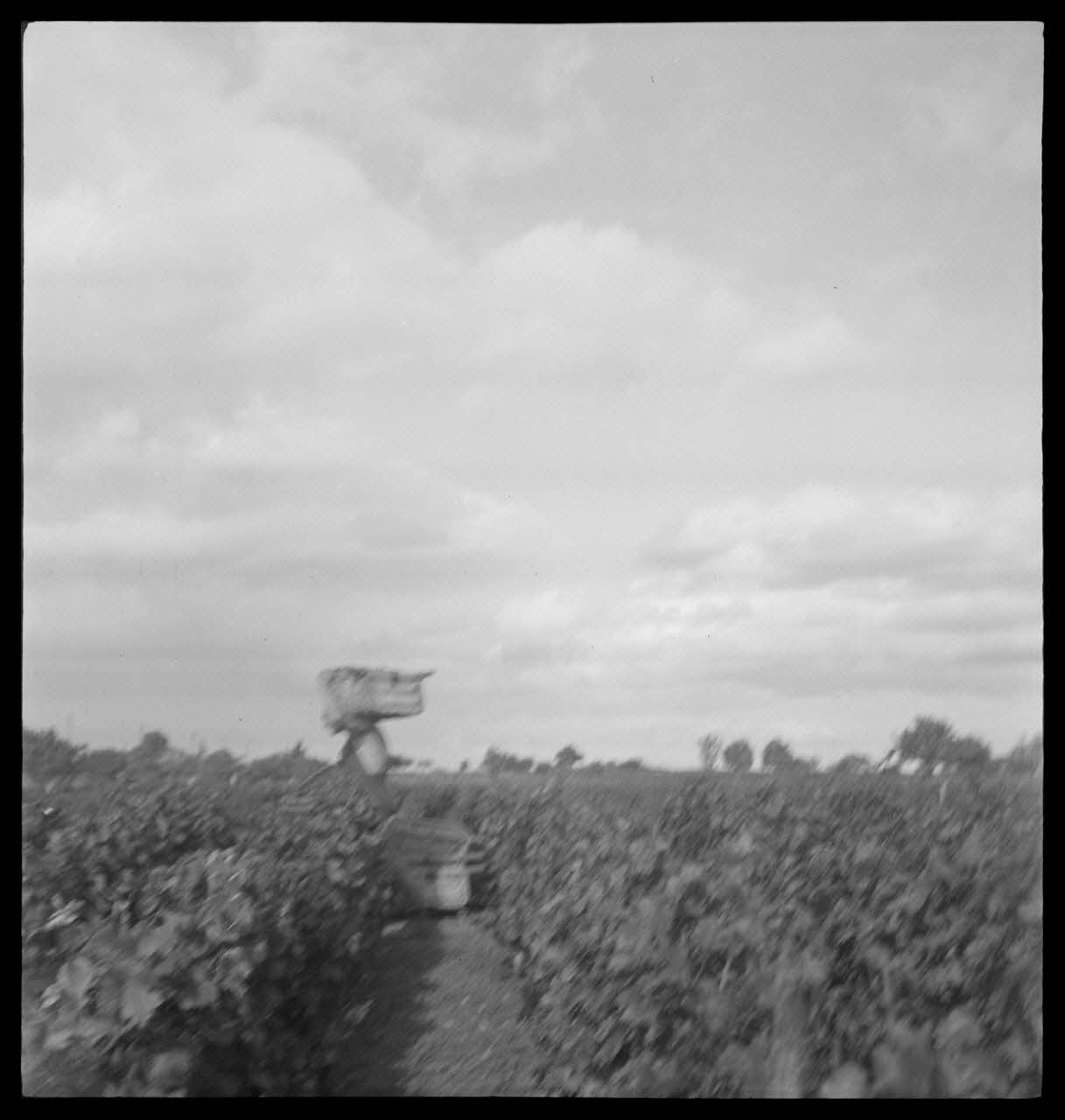 Rondet photographie MNATP. Enquête sur la viticulture en Bourgogne (1946 - 1950). Bourgogne, France 1950/9/26 Ph.1950.41.198 Photo