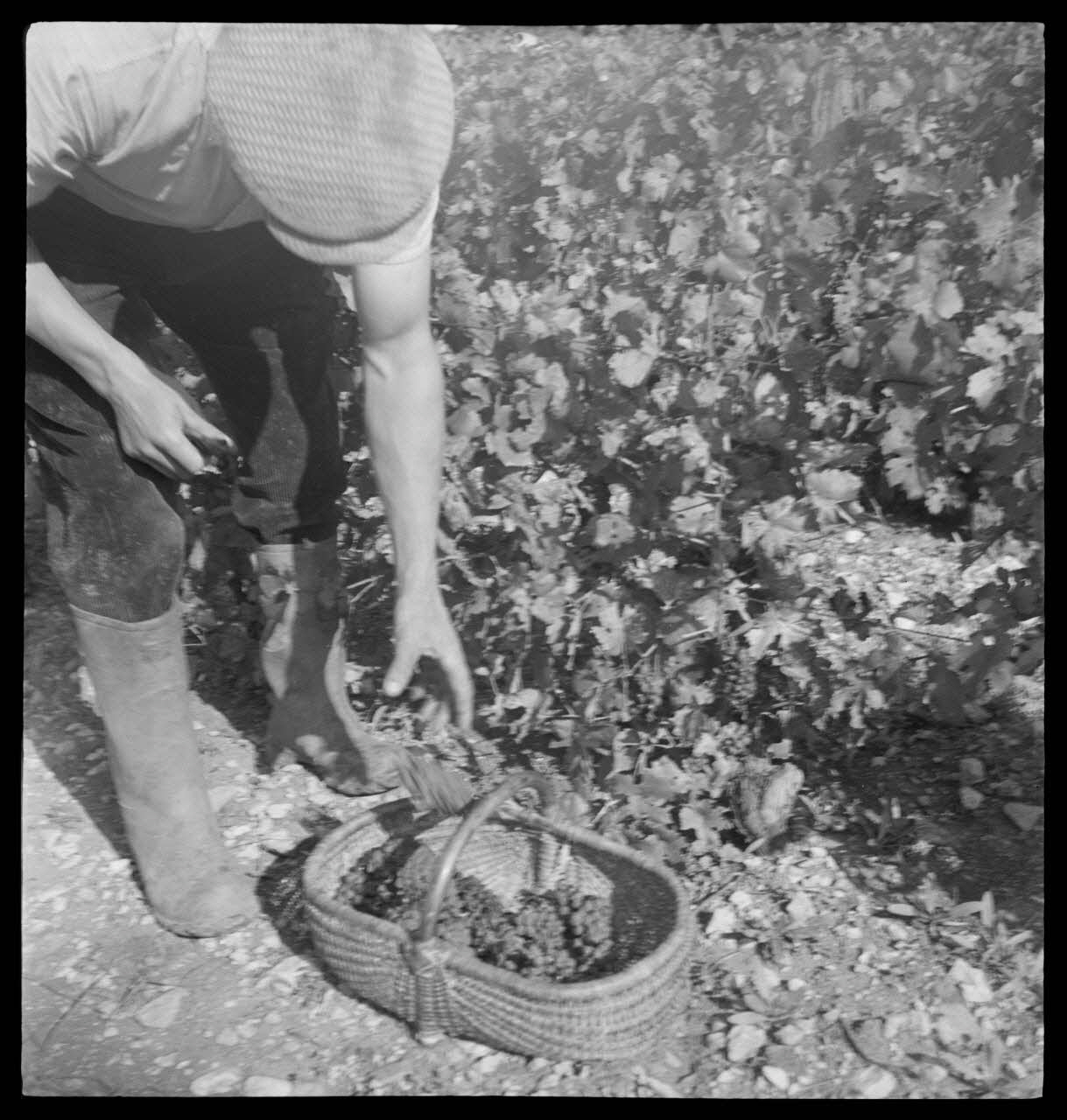 Rondet photographie MNATP. Enquête sur la viticulture en Bourgogne (1946 - 1950). Bourgogne, France 1950/9/26 Ph.1950.41.203 Photo