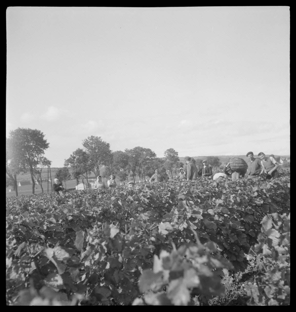 Rondet photographie MNATP. Enquête sur la viticulture en Bourgogne (1946 - 1950). Bourgogne, France 1950/9/26 Ph.1950.41.207 Photo