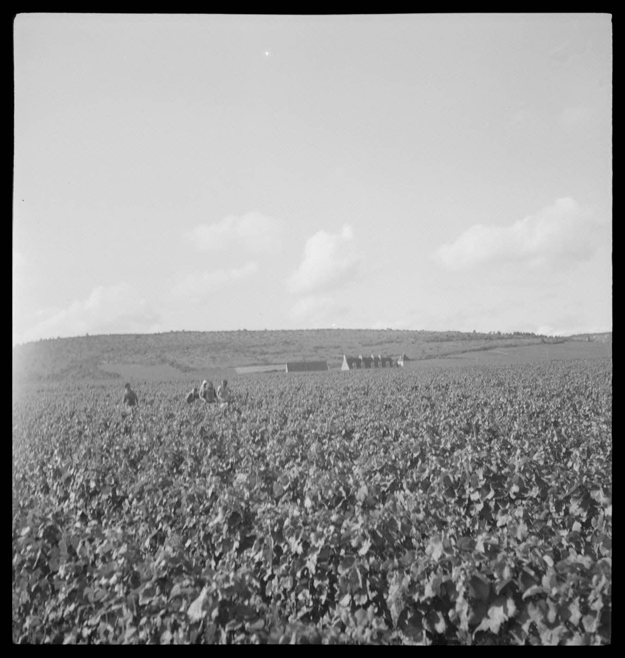 Rondet photographie MNATP. Enquête sur la viticulture en Bourgogne (1946 - 1950). Bourgogne, France 1950/9/26 Ph.1950.41.208 Photo
