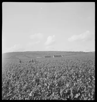 Rondet photographie MNATP. Enquête sur la viticulture en Bourgogne (1946 - 1950). Bourgogne, France 1950/9/26 Ph.1950.41.208 Photo