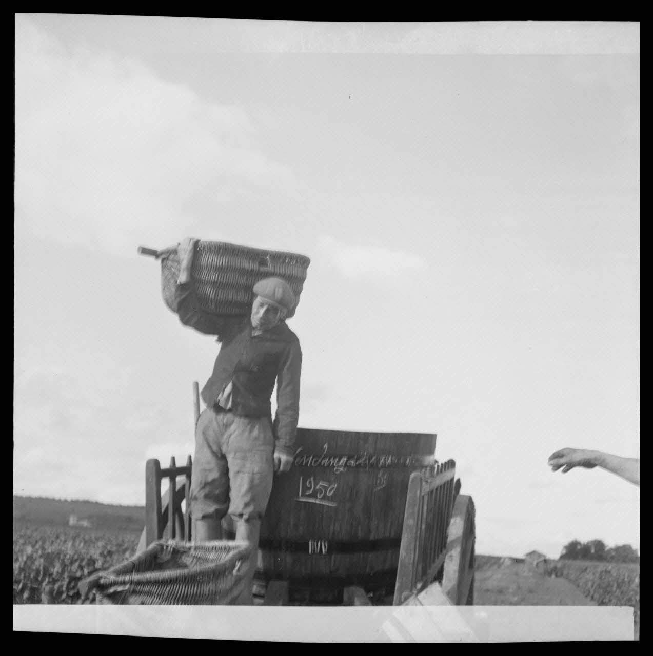 Rondet photographie MNATP. Enquête sur la viticulture en Bourgogne (1946 - 1950). Bourgogne, France 1950/9/26 Ph.1950.41.211 Photo