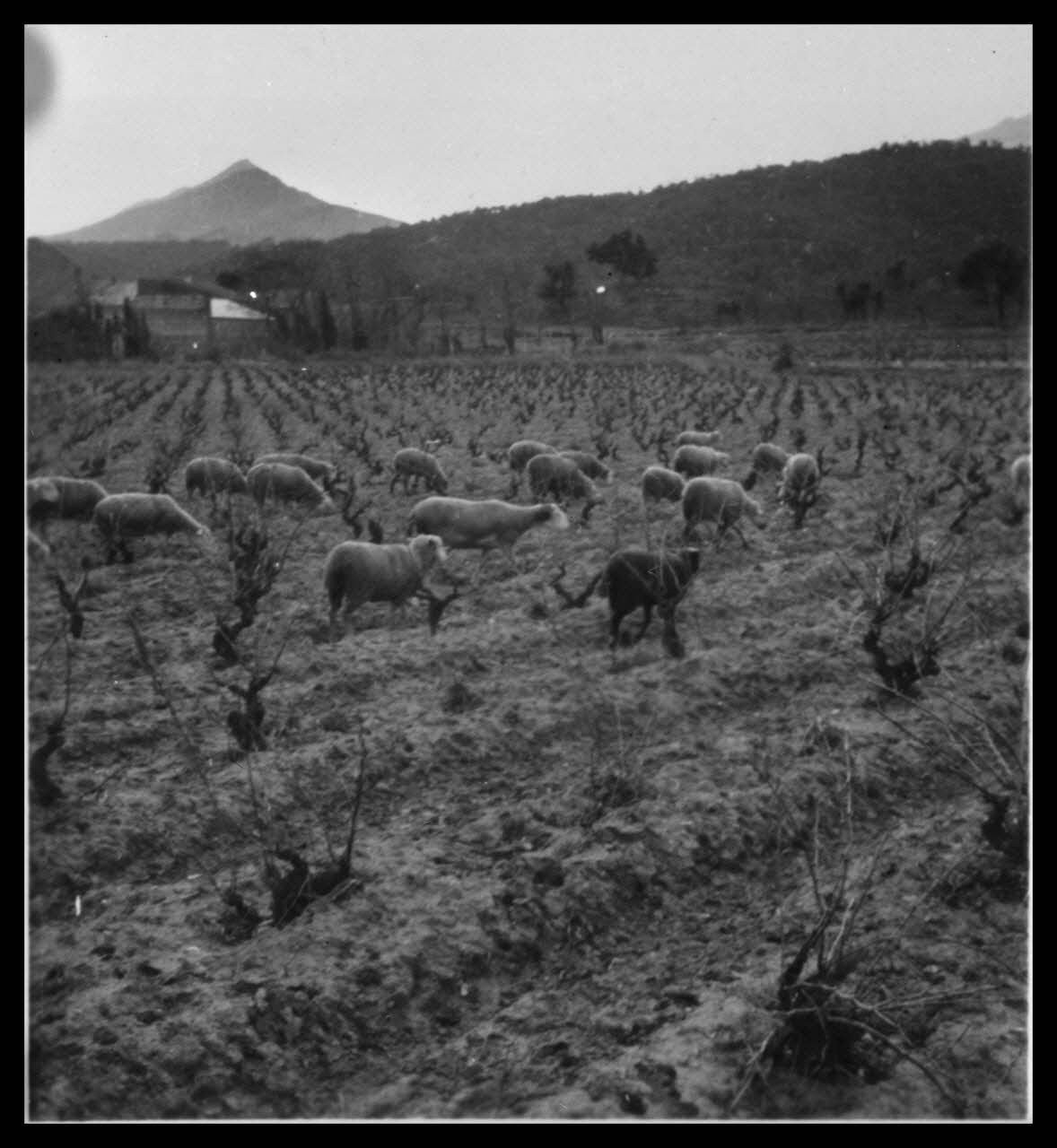 photographie Troupeau dans le vignoble. Catalogue 608 Ph.1962.111.85 Photo