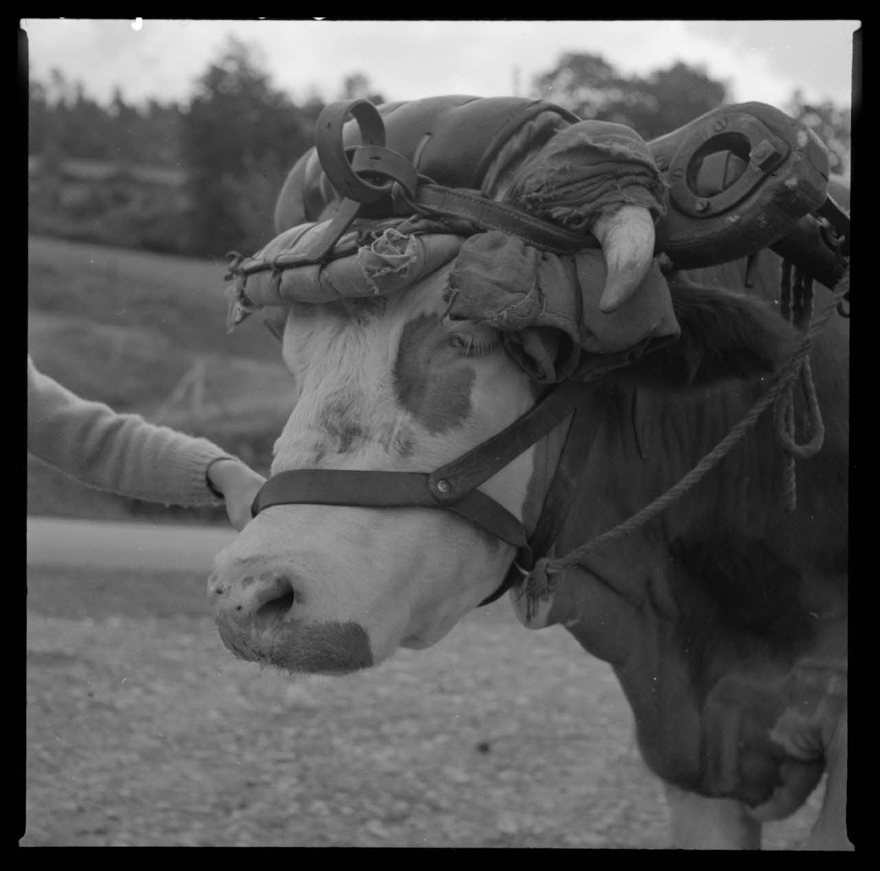 Hélène Trémaud photographie Chez Monsieur Gaspard. Bœuf attelé par un joug à une voiture à quatre roues. Détail de trois quarts gauche Lorraine, France 1962/7/1 Ph.1962.157.4 Photo