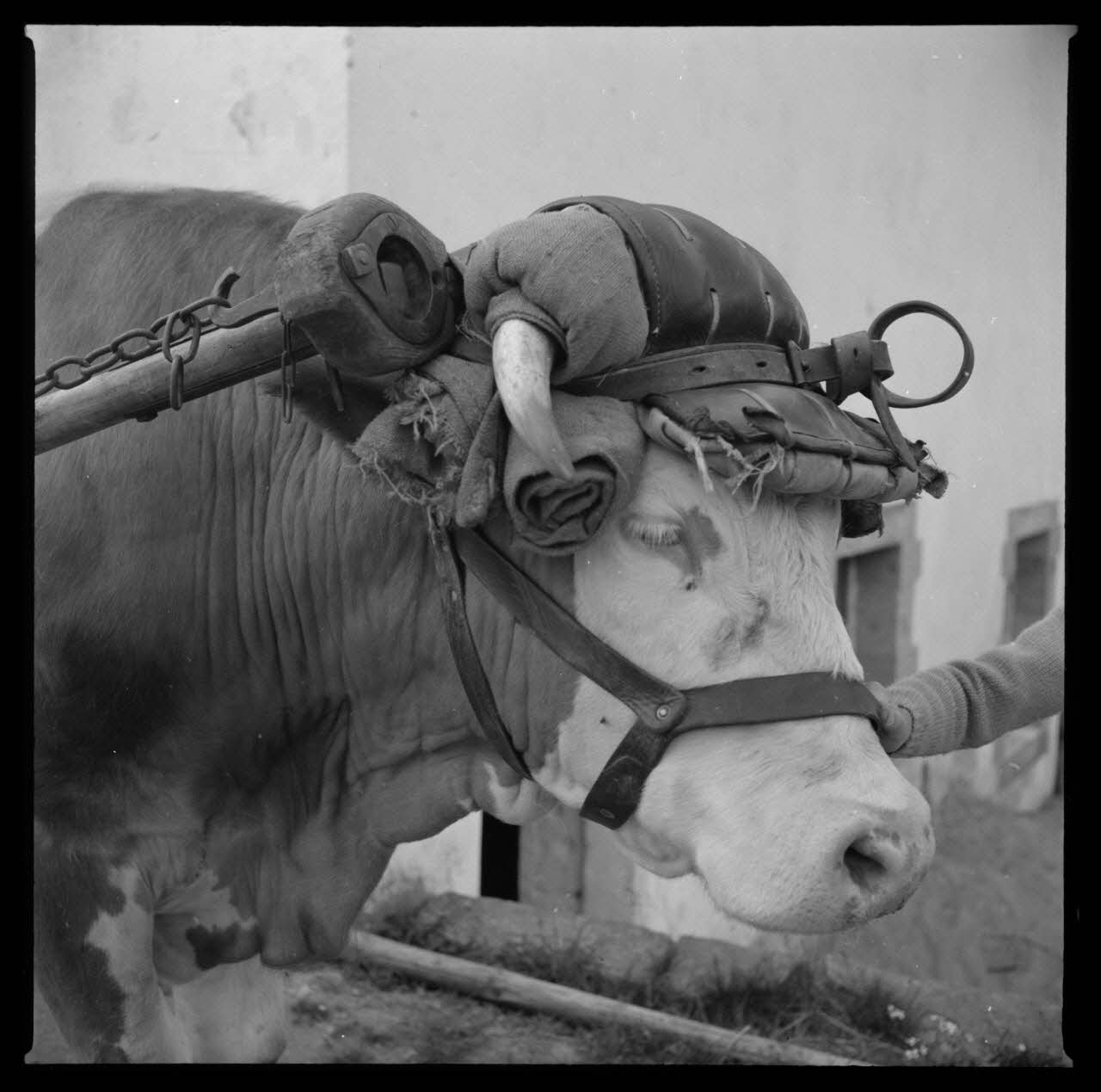 Hélène Trémaud photographie Chez Monsieur Gaspard. Bœuf attelé par un joug à une voiture à quatre roues. Détail de trois quarts droite Lorraine, France 1962/7/1 Ph.1962.157.5 Photo