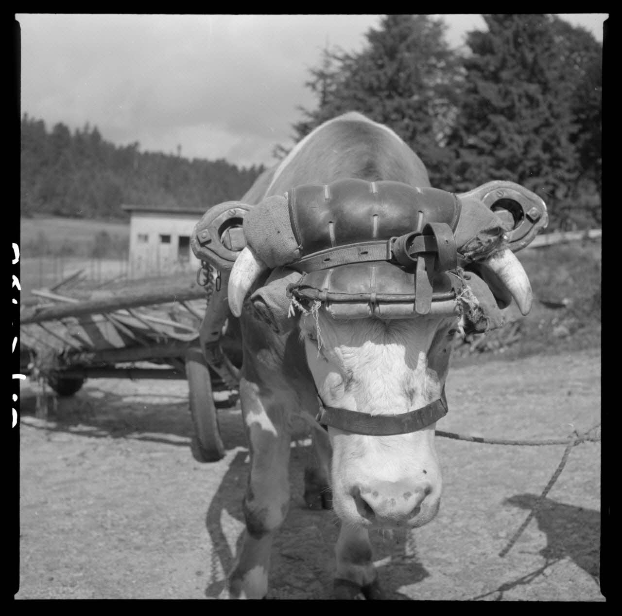 COUSSINET DE JOUG chapeau 1962.98.2 Photo